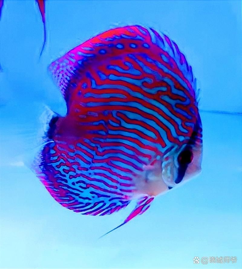 馬來18棟七彩神魚圖片【“馬來18棟七彩神魚圖片”聚焦于馬來西亞特有的七彩神仙魚品種】
