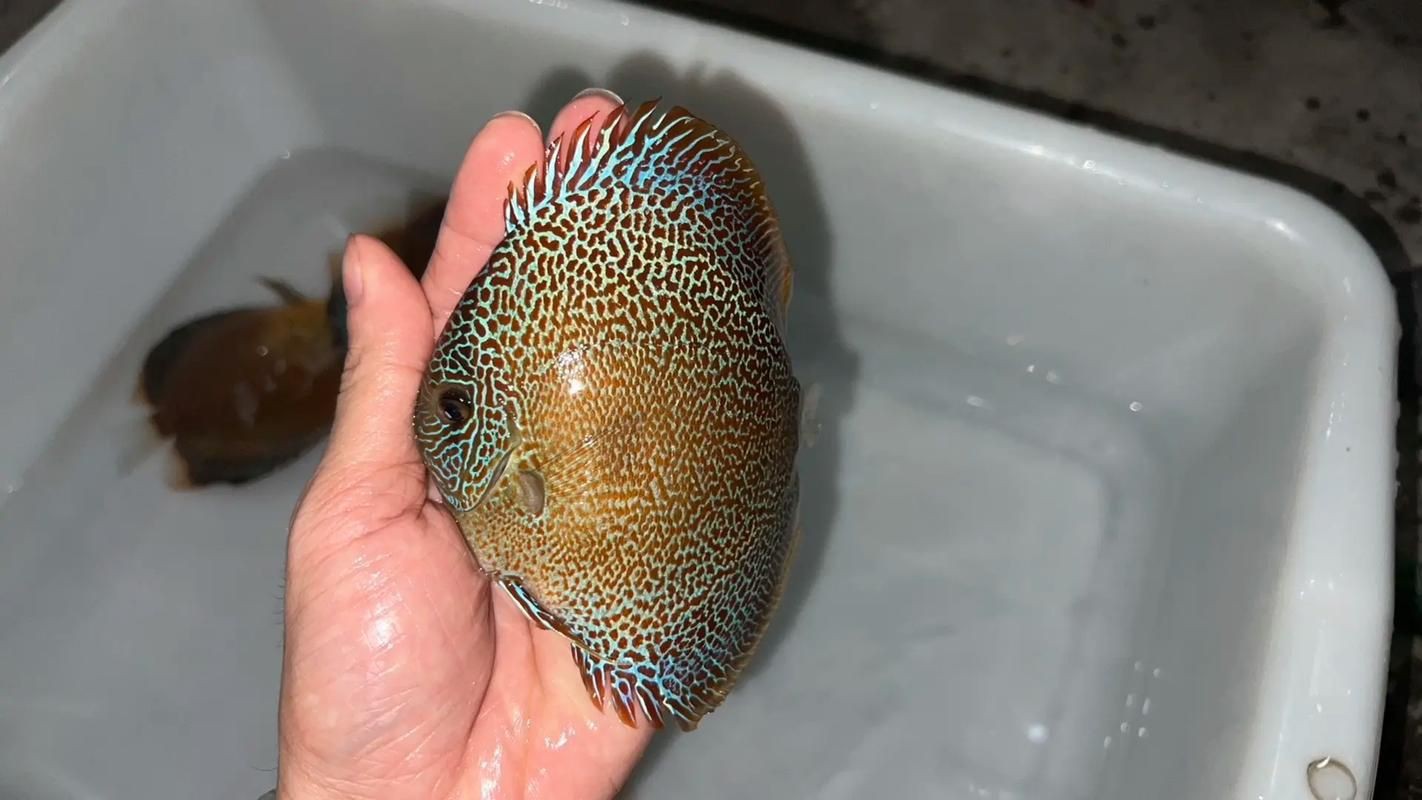 馬來18棟七彩神魚圖片【“馬來18棟七彩神魚圖片”聚焦于馬來西亞特有的七彩神仙魚品種】