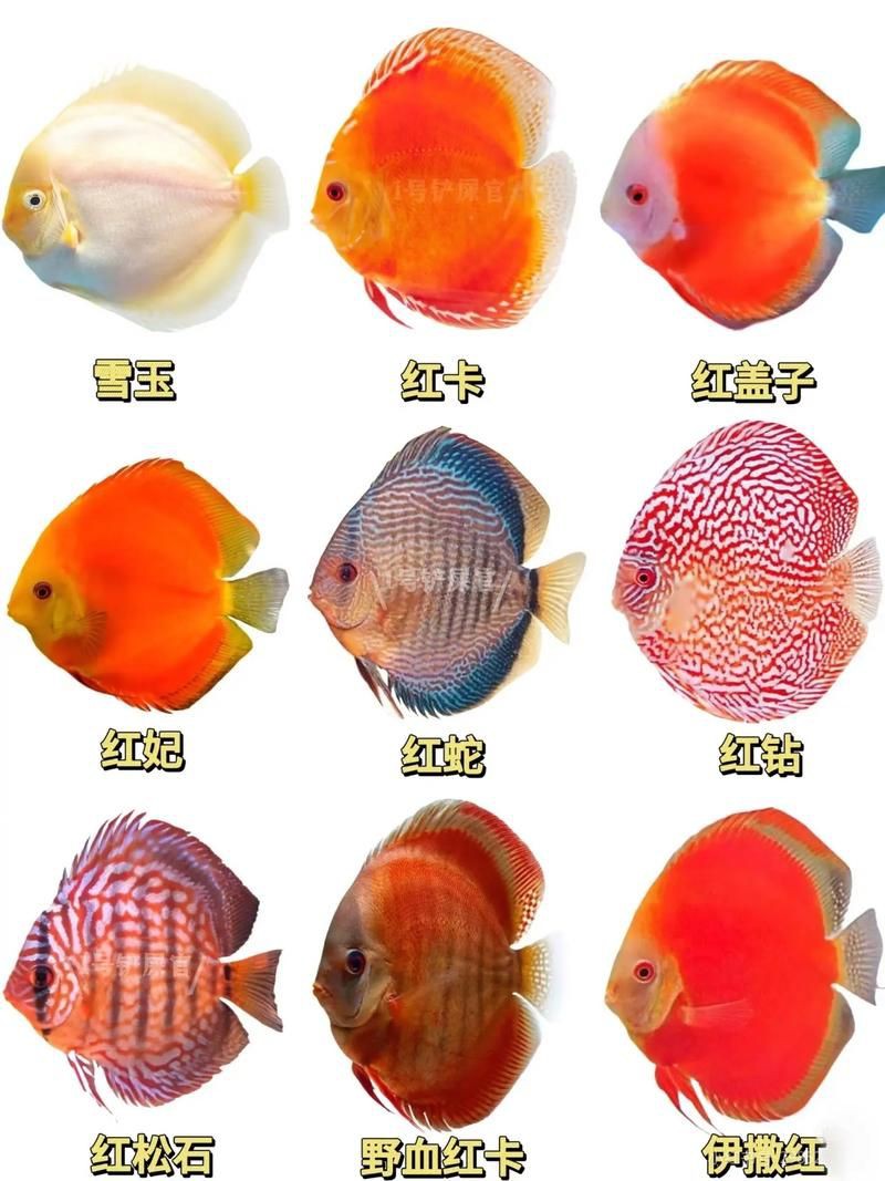 馬來18棟七彩神魚圖片【“馬來18棟七彩神魚圖片”聚焦于馬來西亞特有的七彩神仙魚品種】