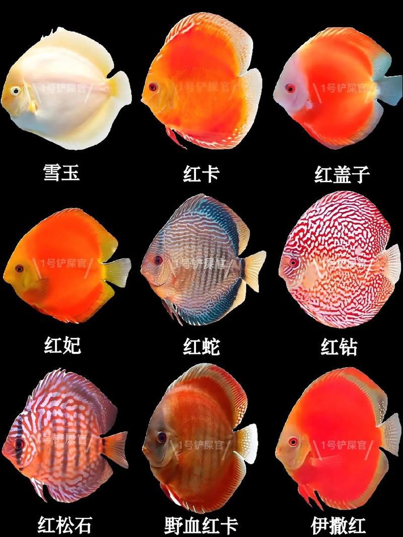 馬來18棟七彩神魚圖片【“馬來18棟七彩神魚圖片”聚焦于馬來西亞特有的七彩神仙魚品種】