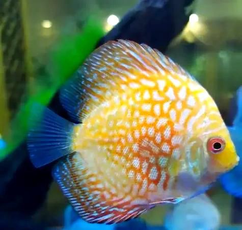 馬來18棟七彩神魚圖片【“馬來18棟七彩神魚圖片”聚焦于馬來西亞特有的七彩神仙魚品種】