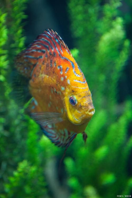 馬來18棟七彩神魚圖片【“馬來18棟七彩神魚圖片”聚焦于馬來西亞特有的七彩神仙魚品種】