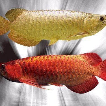 泗水紅龍的市場價格范圍【泗水紅龍價格一般多少錢？】