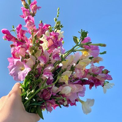 71年豬女下半年運勢【1971年屬豬人2025年下半年運勢解析】