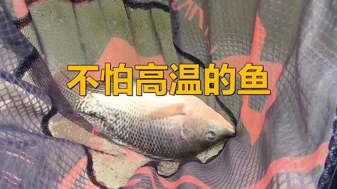 最耐活的魚第一名【《最耐活的魚第一名》榮膺“最耐活的魚第一名”】