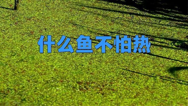 最耐活的魚第一名【《最耐活的魚第一名》榮膺“最耐活的魚第一名”】