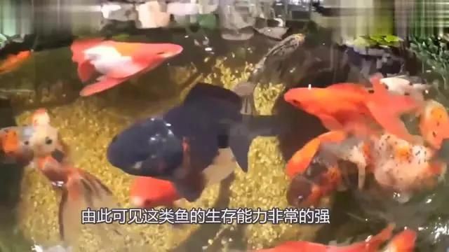 最耐活的魚第一名【《最耐活的魚第一名》榮膺“最耐活的魚第一名”】