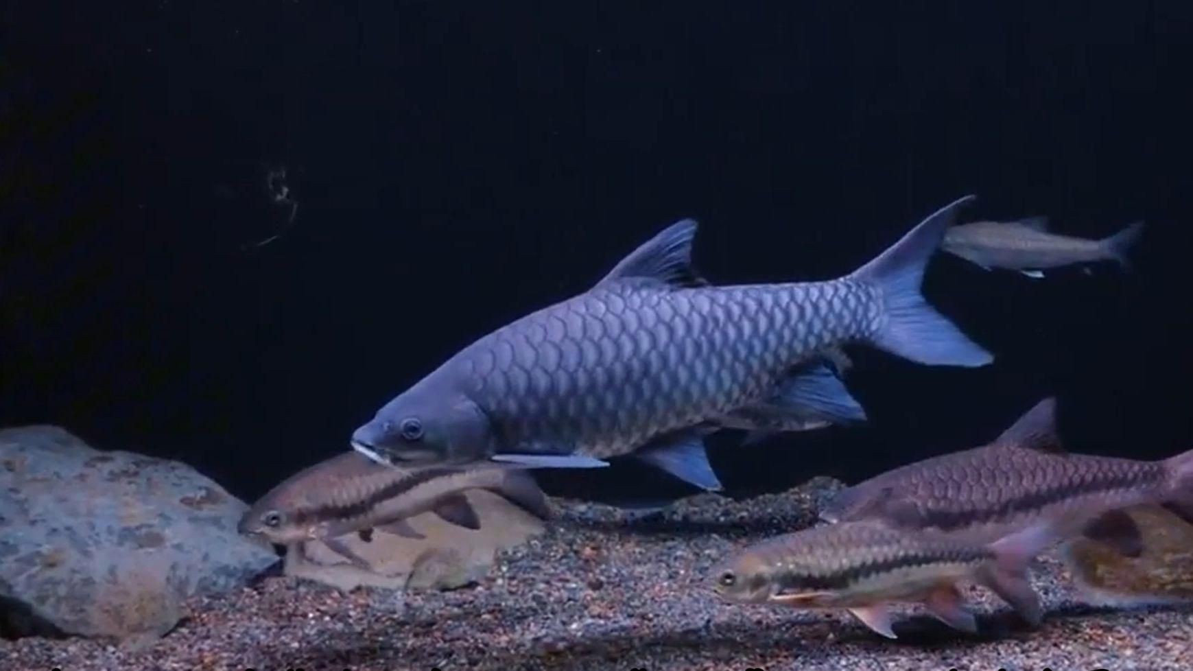 馬來忘不了魚到底是什么魚【忘不了魚：淡水魚身價天花板，究竟貴在哪】
