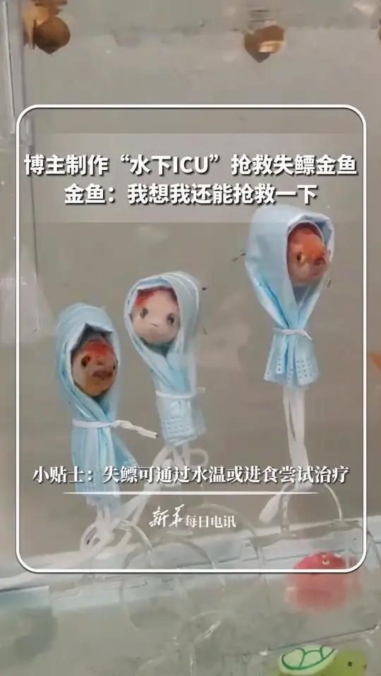魚類浮頭后如何急救？【快運俠-行旅通魚浮頭最佳處理方法及應對方法】