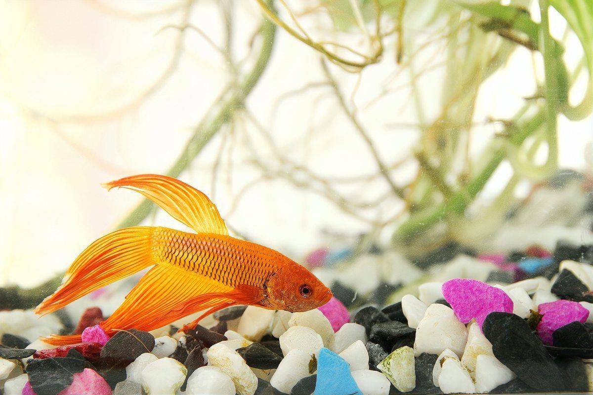 爛鰭爛尾的魚會(huì)自愈嗎？【《爛鰭爛尾的魚會(huì)自愈嗎》自愈背后的科學(xué)與養(yǎng)護(hù)技巧】