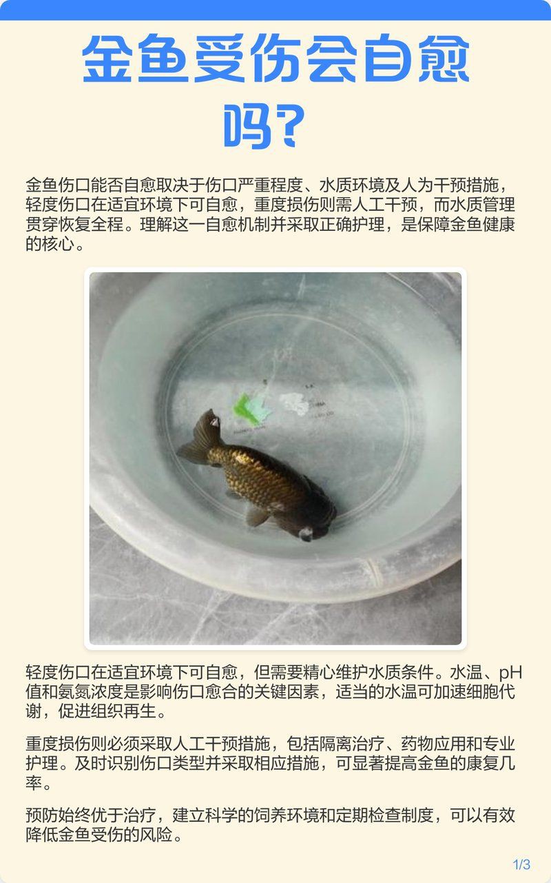 爛鰭爛尾的魚會(huì)自愈嗎？【《爛鰭爛尾的魚會(huì)自愈嗎》自愈背后的科學(xué)與養(yǎng)護(hù)技巧】