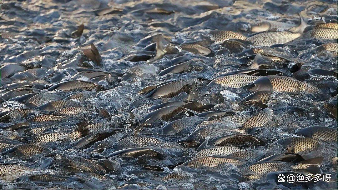 爛鰭爛尾的魚會(huì)自愈嗎？【《爛鰭爛尾的魚會(huì)自愈嗎》自愈背后的科學(xué)與養(yǎng)護(hù)技巧】