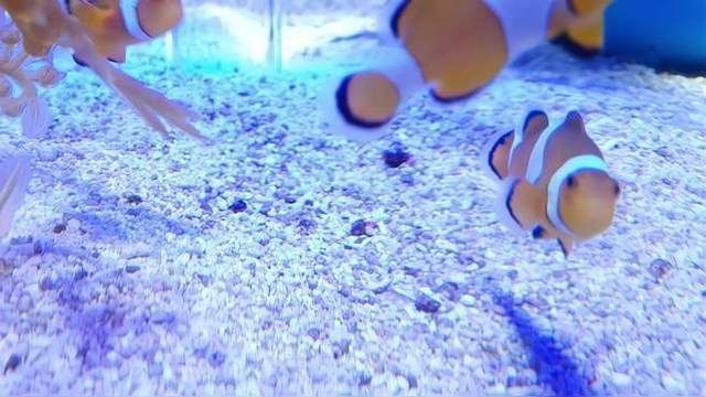 如何預防觀賞魚再次充血？【觀賞魚充血需從水質管理、環境控制和日常操作三方面施策】