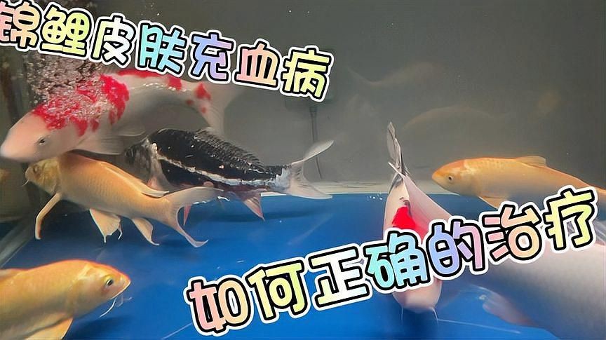 如何預防觀賞魚再次充血？【觀賞魚充血需從水質管理、環境控制和日常操作三方面施策】
