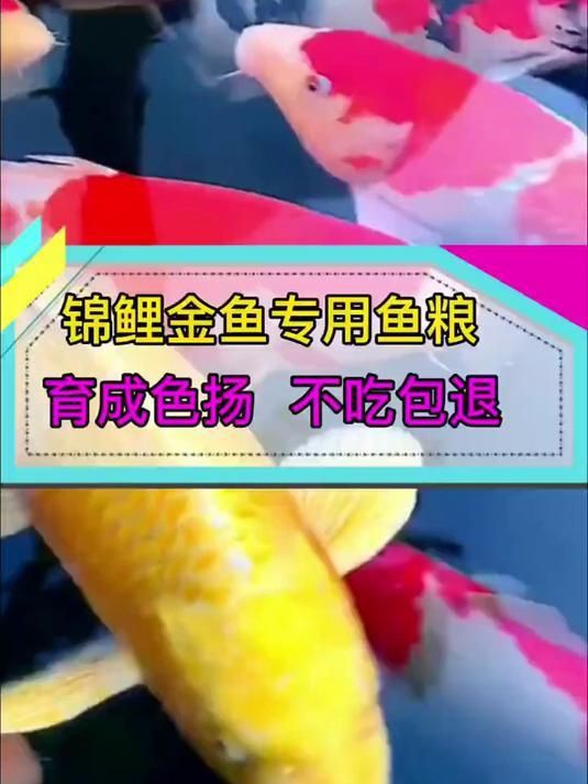 錦鯉魚飼料買哪種牌子好【2025年錦鯉魚飼料品牌的綜合選購指南】