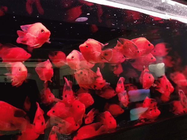 新蔡水族店【新蔡縣有哪些水族店？】