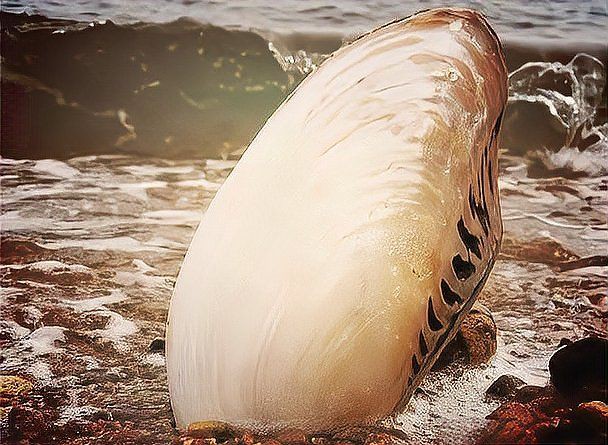 和尚魚為何改名為河蚌【“和尚魚為何改名為河蚌”議題蘊含著豐富的民間傳說色彩】