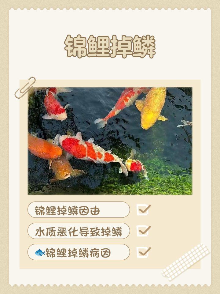 錦鯉掉鱗最怕三個東西【《錦鯉掉鱗最怕三個東西》錦鯉掉鱗最怕三個東西】