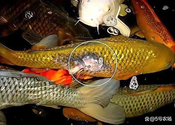 錦鯉掉鱗最怕三個東西【《錦鯉掉鱗最怕三個東西》錦鯉掉鱗最怕三個東西】