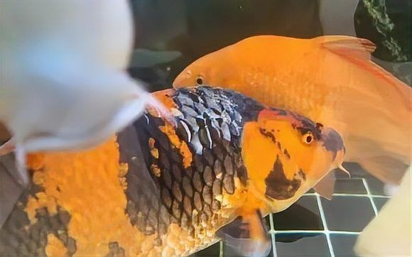 錦鯉掉鱗最怕三個東西【《錦鯉掉鱗最怕三個東西》錦鯉掉鱗最怕三個東西】