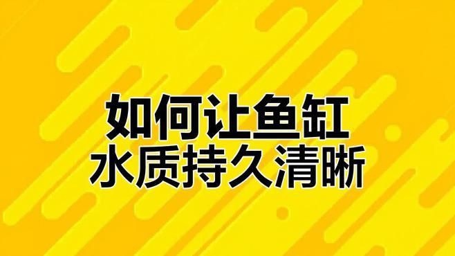 魚缸的水質(zhì)如何保持清潔？【《魚缸的水質(zhì)如何保持清潔》維持魚缸水質(zhì)清潔是保障魚兒健康生活關(guān)鍵】