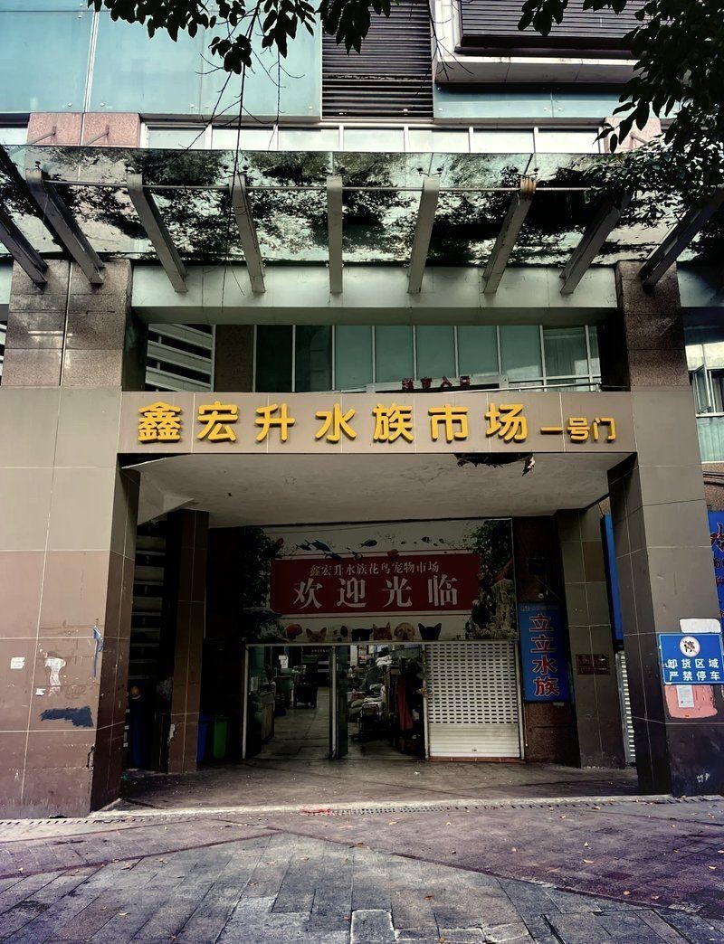 重慶水族批發市場【重慶水族批發市場:創業加盟的黃金機會與專業攻略!】