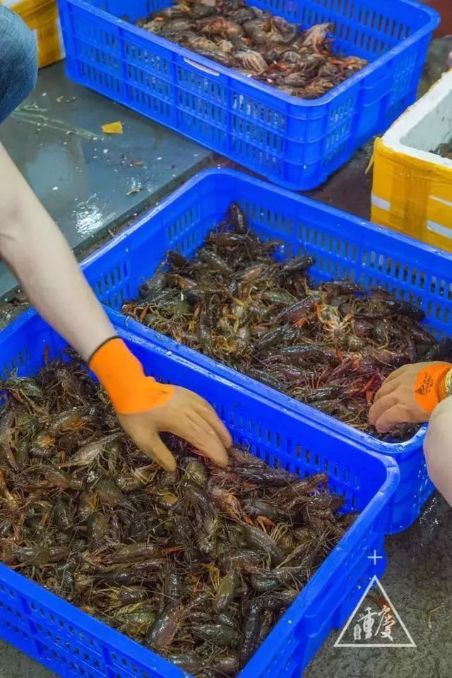 重慶水族批發市場【重慶水族批發市場:創業加盟的黃金機會與專業攻略!】
