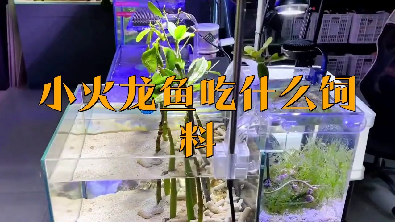 有哪些適合小紅龍魚的其他食物？【小紅龍魚吃什么最好輝熠solo小火龍魚喂什么最好】