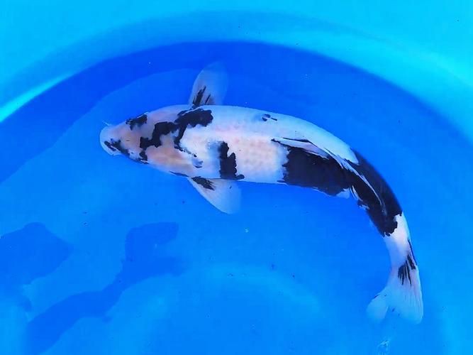 錦鯉白寫圖片大全【“錦鯉白寫圖片大全”】