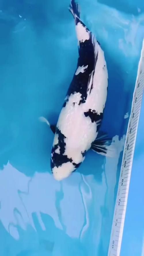 錦鯉白寫圖片大全【“錦鯉白寫圖片大全”】