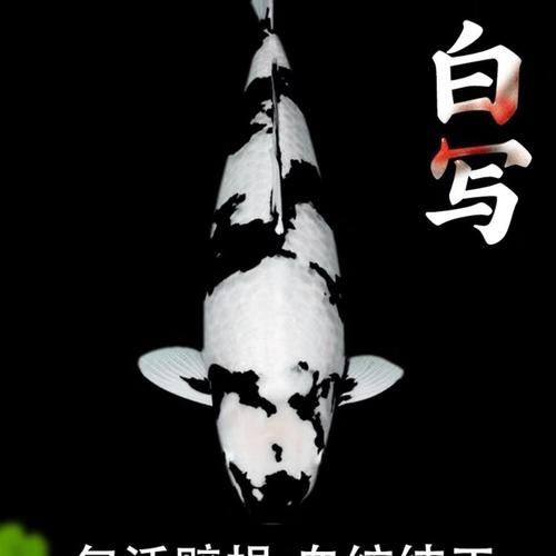 錦鯉白寫圖片大全【“錦鯉白寫圖片大全”】