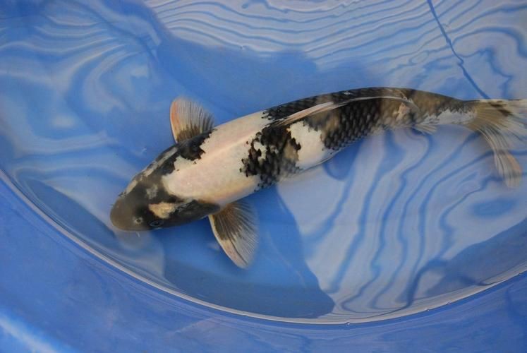 錦鯉白寫圖片大全【“錦鯉白寫圖片大全”】