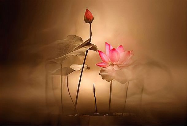 真正的龍眼紋【龍眼紋手相學解析龍眼紋與人體微觀命運的手相特征】