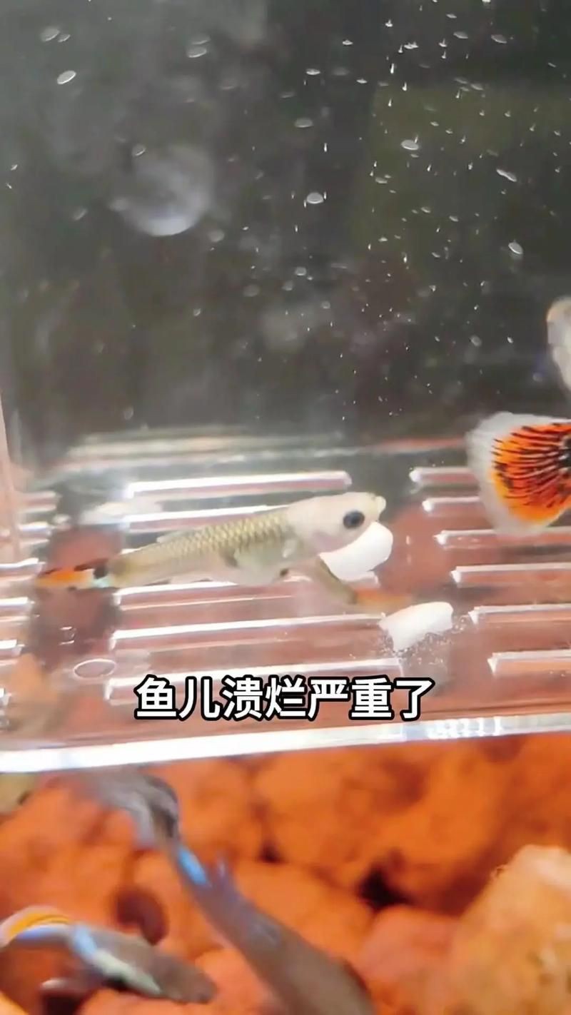 魚爛鰭爛尾圖片【魚爛鰭爛尾是一種嚴重的魚類疾病】
