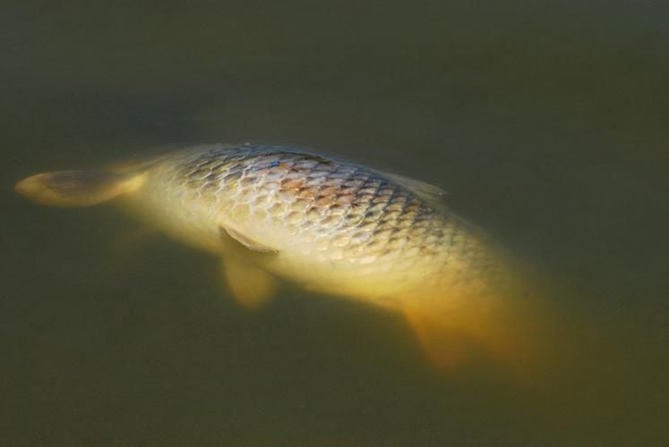 魚爛鰭爛尾圖片【魚爛鰭爛尾是一種嚴重的魚類疾病】