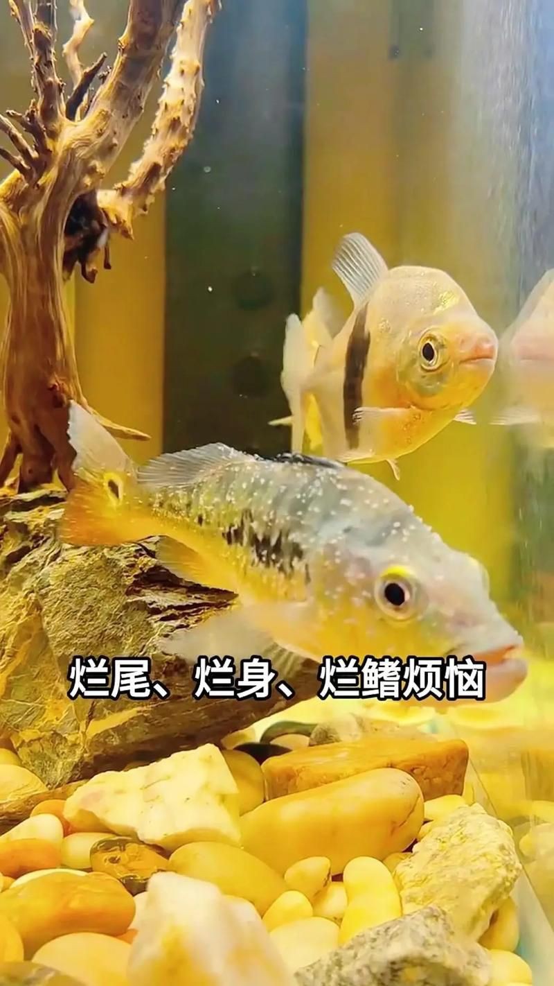 魚爛鰭爛尾圖片【魚爛鰭爛尾是一種嚴重的魚類疾病】