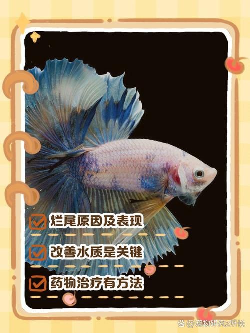 魚爛鰭爛尾圖片【魚爛鰭爛尾是一種嚴重的魚類疾病】