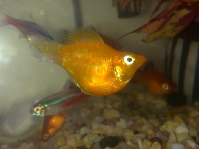 魚爛鰭爛尾圖片【魚爛鰭爛尾是一種嚴重的魚類疾病】