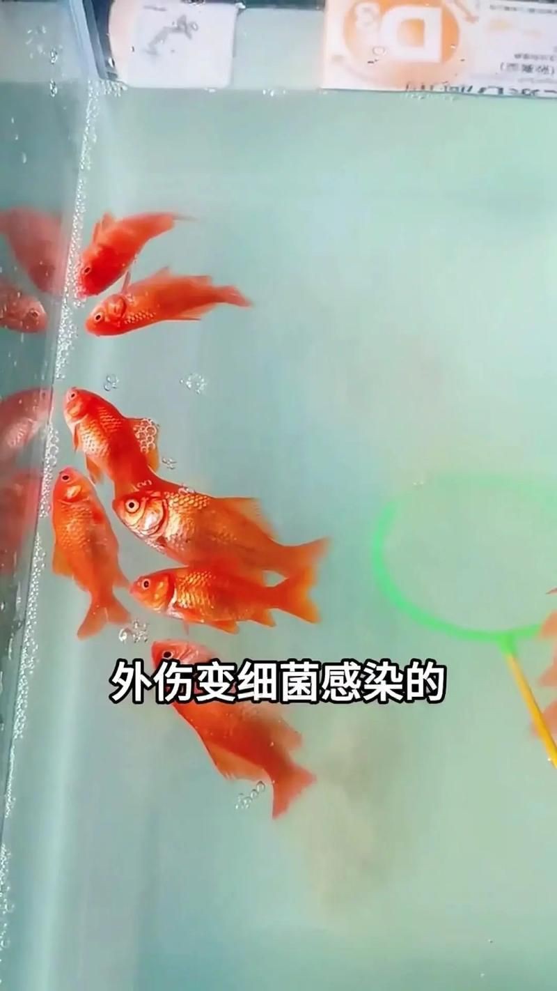 魚爛鰭爛尾圖片【魚爛鰭爛尾是一種嚴重的魚類疾病】