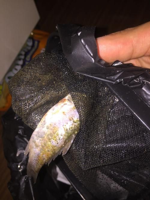 魚爛鰭爛尾圖片【魚爛鰭爛尾是一種嚴重的魚類疾病】