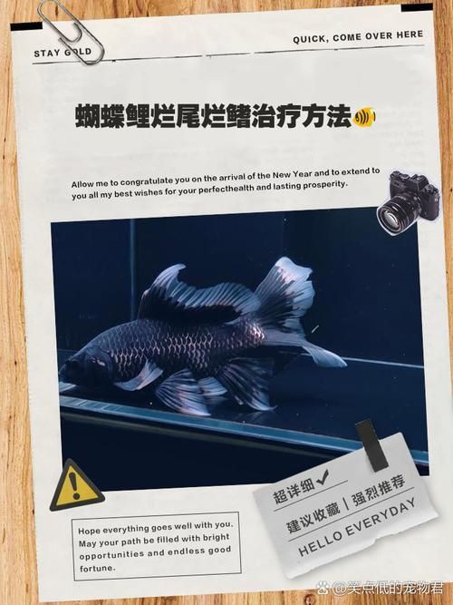 魚爛鰭爛尾圖片【魚爛鰭爛尾是一種嚴重的魚類疾病】