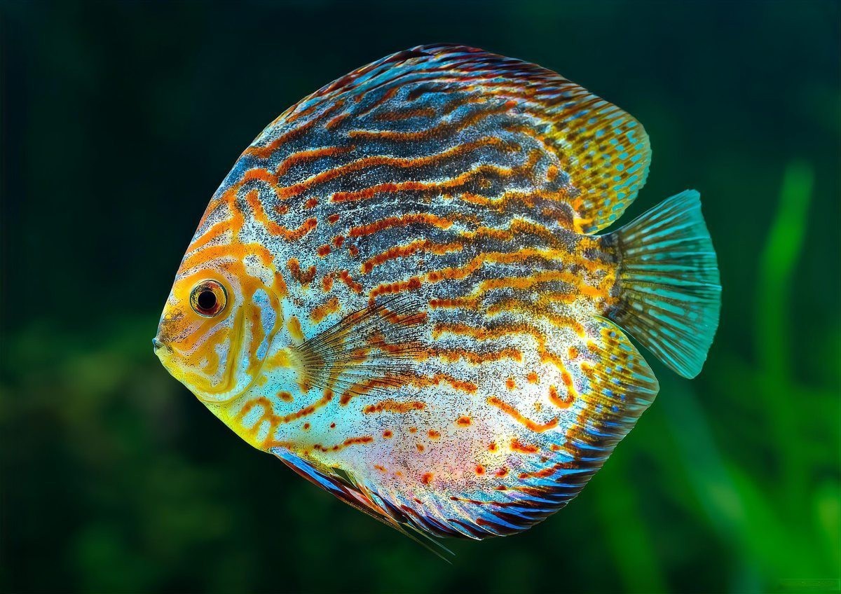 七彩天使魚能長多大【七彩天使魚的生長特征】