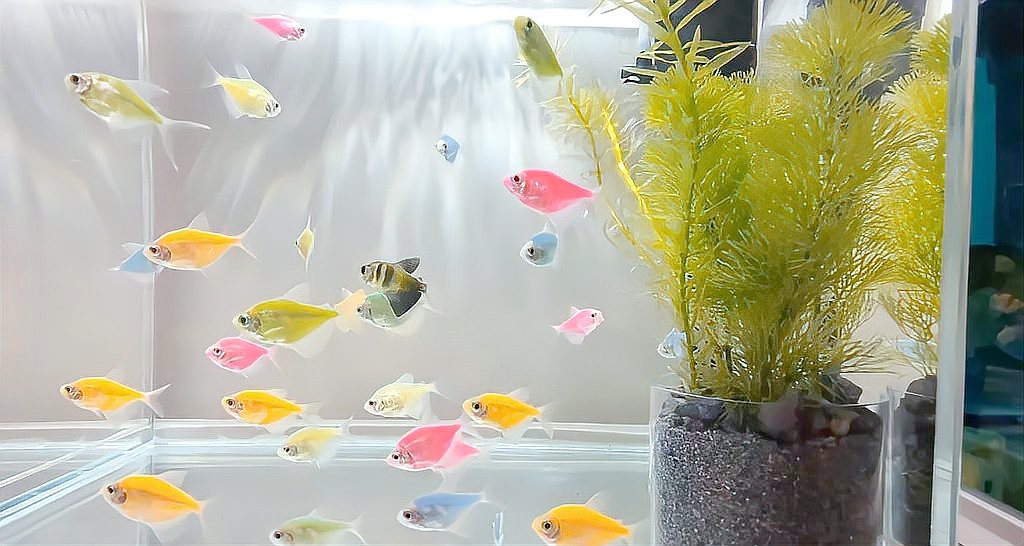 七彩天使魚能長多大【七彩天使魚的生長特征】