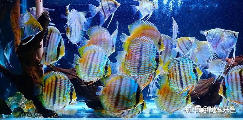 七彩天使魚能長多大【七彩天使魚的生長特征】
