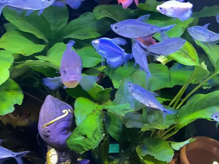 七彩天使魚能長多大【七彩天使魚的生長特征】