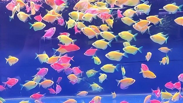 七彩天使魚能長多大【七彩天使魚的生長特征】