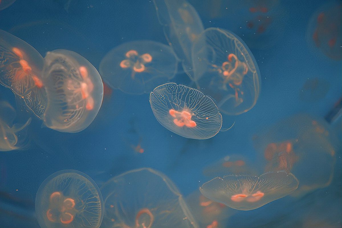 七彩天使魚能長多大【七彩天使魚的生長特征】