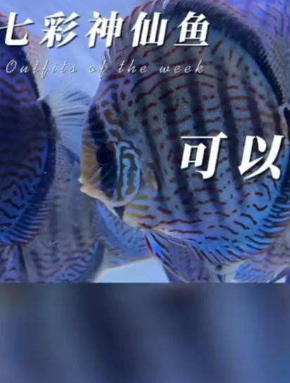 七彩天使魚能長多大【七彩天使魚的生長特征】