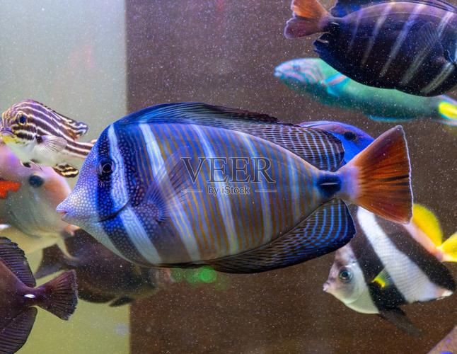 馬來西亞常見珊瑚礁魚類圖集【《馬來西亞常見珊瑚礁魚類圖集》】