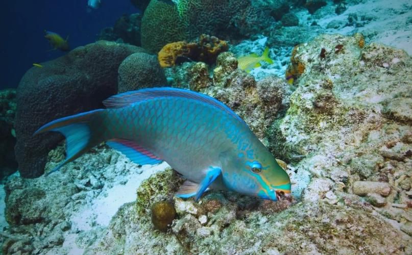 馬來西亞常見珊瑚礁魚類圖集【《馬來西亞常見珊瑚礁魚類圖集》】
